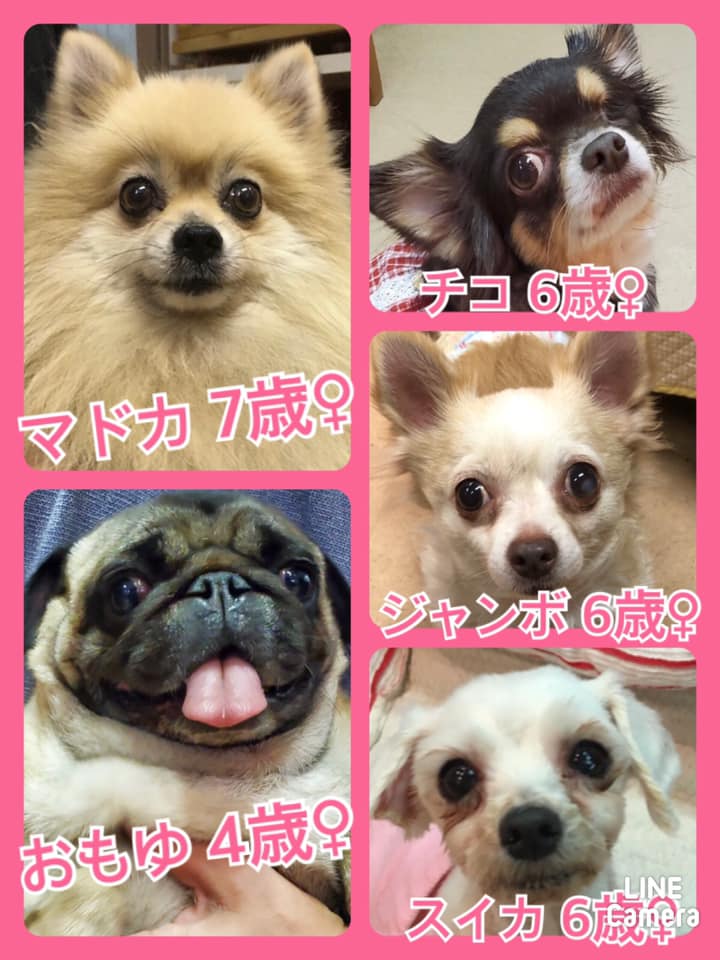 🐾今日の里親様募集中ワンコ🐶メンバーです🐾2020,9,10